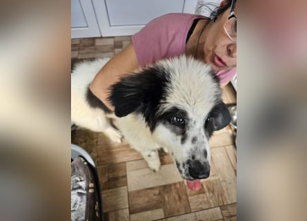 Schnuffel - Dreibein sucht liebevolles Zuhause (D/LUX/CH)