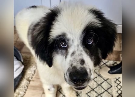 Schnuffel - Dreibein sucht liebevolles Zuhause (D/LUX/CH)