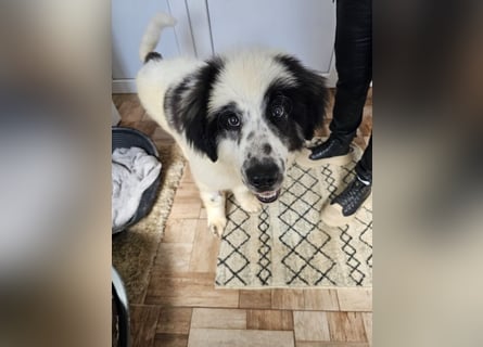 Schnuffel - Dreibein sucht liebevolles Zuhause (D/LUX/CH)
