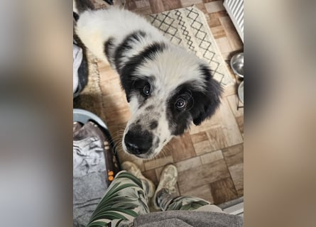 Schnuffel - Dreibein sucht liebevolles Zuhause (D/LUX/CH)