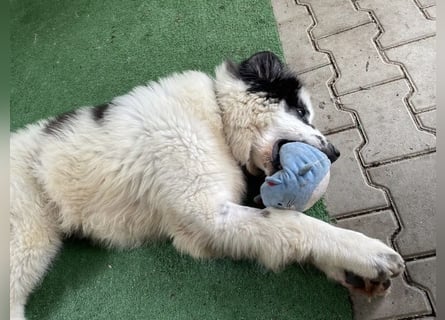 Schnuffel - Dreibein sucht liebevolles Zuhause (D/LUX/CH)