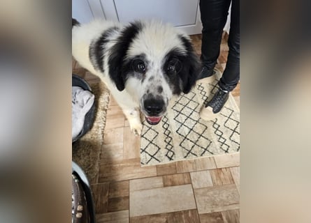 Schnuffel - Dreibein sucht liebevolles Zuhause (D/LUX/CH)