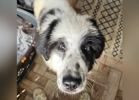Schnuffel - Dreibein sucht liebevolles Zuhause (D/LUX/CH)