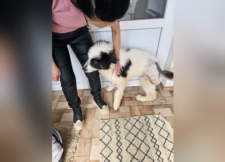 Schnuffel - Dreibein sucht liebevolles Zuhause (D/LUX/CH)