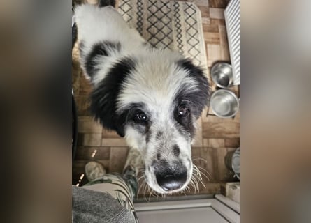 Schnuffel - Dreibein sucht liebevolles Zuhause (D/LUX/CH)
