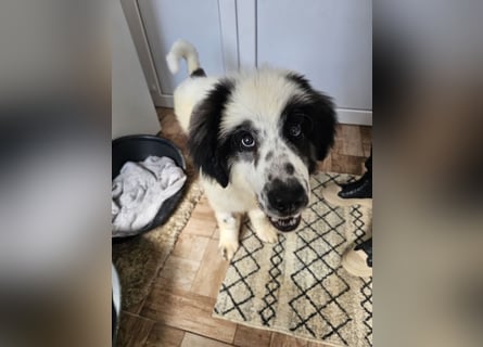 Schnuffel - Dreibein sucht liebevolles Zuhause (D/LUX/CH)