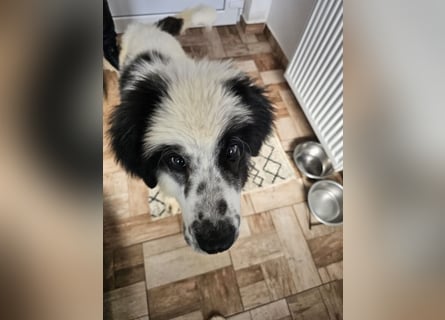 Schnuffel - Dreibein sucht liebevolles Zuhause (D/LUX/CH)
