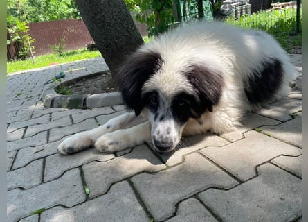 Schnuffel - Dreibein sucht liebevolles Zuhause (D/LUX/CH)
