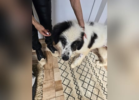 Schnuffel - Dreibein sucht liebevolles Zuhause (D/LUX/CH)