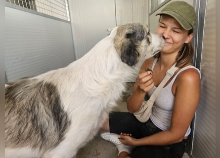 Davide:  ein Seelenhund