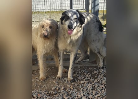 Mila: starke Schulter zum Anlehnen gesucht