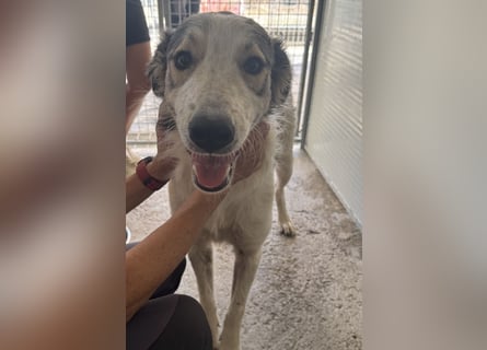 Davide:  Traumhund für "Große Hunde-Freunde"