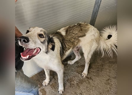 Davide:  Traumhund für "Große Hunde-Freunde"