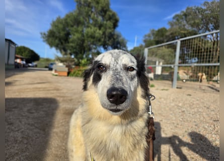 Mila: starke Schulter zum Anlehnen gesucht