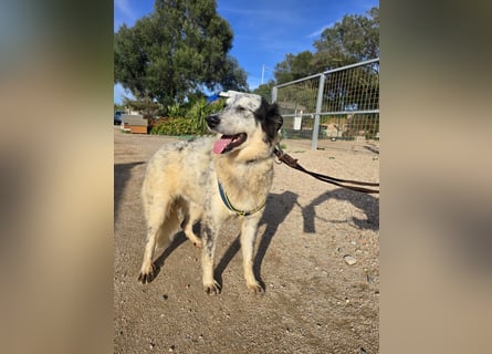 Mila: starke Schulter zum Anlehnen gesucht