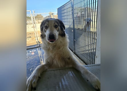 Davide:  Traumhund für "Große Hunde-Freunde"