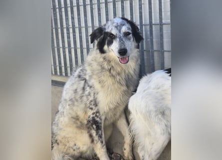 Mila: starke Schulter zum Anlehnen gesucht