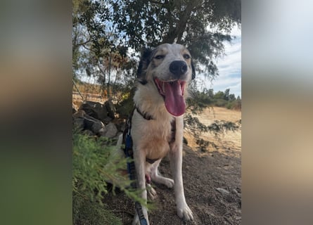 Davide:  Traumhund für "Große Hunde-Freunde"