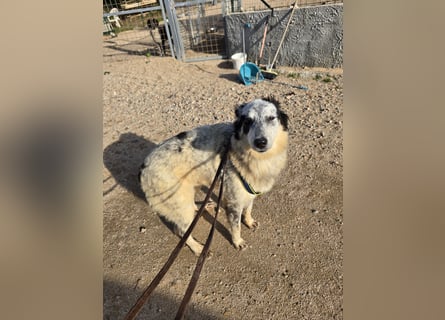 Mila: starke Schulter zum Anlehnen gesucht