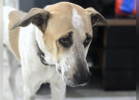 NOTFALL Oscar3 geb. 12/2020 (in Deutschland) - ausgeglichener Griechischer Herdenschutzhund Mix!