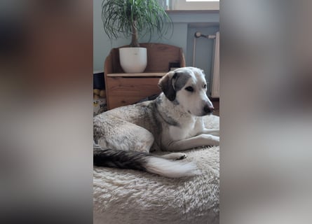 Ciro: dieses Mal für immer