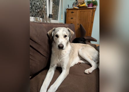 Ciro: dieses Mal für immer