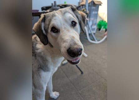 Ciro: dieses Mal für immer