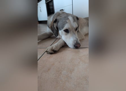 Ciro: dieses Mal für immer