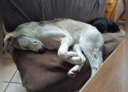 Ciro: dieses Mal für immer