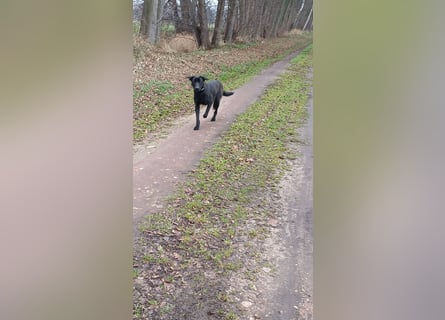 Labrador/Malinois Mix
