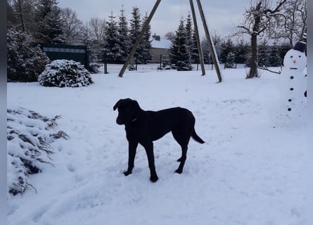 Labrador/Malinois Mix