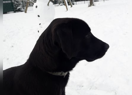 Labrador/Malinois Mix