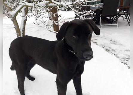 Labrador/Malinois Mix