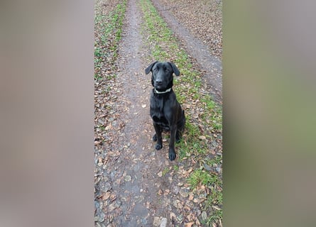 Labrador/Malinois Mix