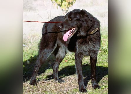 Mike – ein Goldschatz