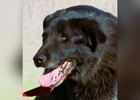 Mike – ein Goldschatz