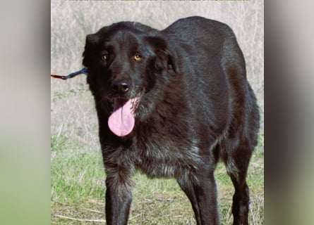 Mike – ein Goldschatz