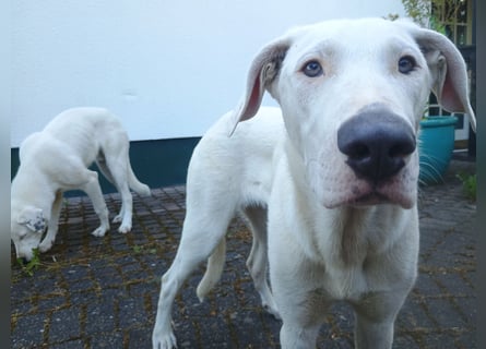 Herdenschutzhund-Dalmatiner-Mix Aphrodita (1,5 J.) für hundeerfahrenes, liebevolles Zuhause & Garten