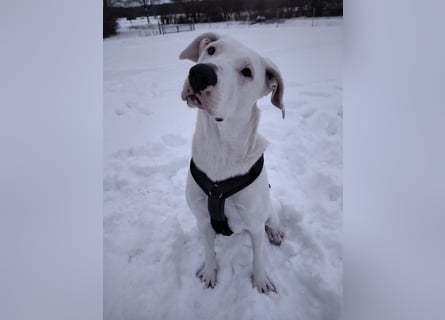 Herdenschutzhund-Dalmatiner-Mix Aphrodita (1,5 J.) für hundeerfahrenes, liebevolles Zuhause & Garten