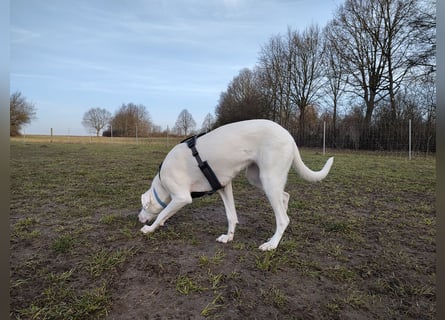 Herdenschutzhund-Dalmatiner-Mix Aphrodita (1,5 J.) für hundeerfahrenes, liebevolles Zuhause & Garten