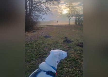 Herdenschutzhund-Dalmatiner-Mix Aphrodita (1,5 J.) für hundeerfahrenes, liebevolles Zuhause & Garten