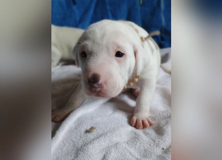 Herdenschutzhund-Dalmatiner-Mix Aphrodita (1,5 J.) für hundeerfahrenes, liebevolles Zuhause & Garten