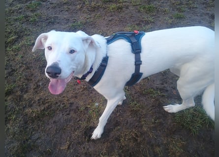 Herdenschutzhund-Dalmatiner-Mix Aphrodita (1,5 J.) für hundeerfahrenes, liebevolles Zuhause & Garten