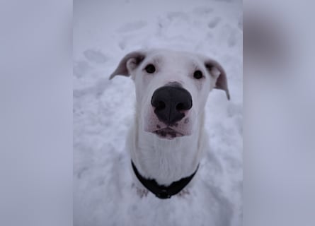 Herdenschutzhund-Dalmatiner-Mix Aphrodita (1,5 J.) für hundeerfahrenes, liebevolles Zuhause & Garten