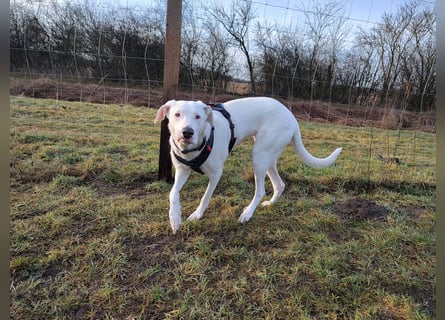 Herdenschutzhund-Dalmatiner-Mix Aphrodita (1,5 J.) für hundeerfahrenes, liebevolles Zuhause & Garten