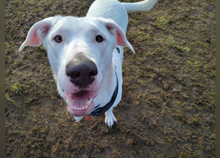 Herdenschutzhund-Dalmatiner-Mix Aphrodita (1,5 J.) für hundeerfahrenes, liebevolles Zuhause & Garten