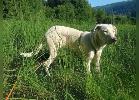 Herdenschutzhund-Dalmatiner-Mix Aphrodita (1,5 J.) für hundeerfahrenes, liebevolles Zuhause & Garten