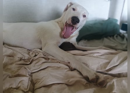 Herdenschutzhund-Dalmatiner-Mix Aphrodita (1,5 J.) für hundeerfahrenes, liebevolles Zuhause & Garten