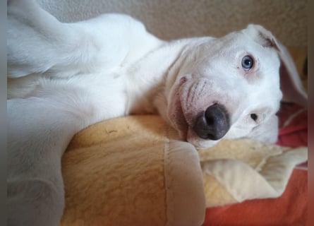 Herdenschutzhund-Dalmatiner-Mix Aphrodita (1,5 J.) für hundeerfahrenes, liebevolles Zuhause & Garten