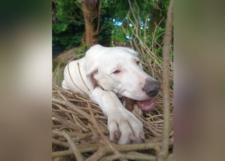 Herdenschutzhund-Dalmatiner-Mix Aphrodita (1,5 J.) für hundeerfahrenes, liebevolles Zuhause & Garten